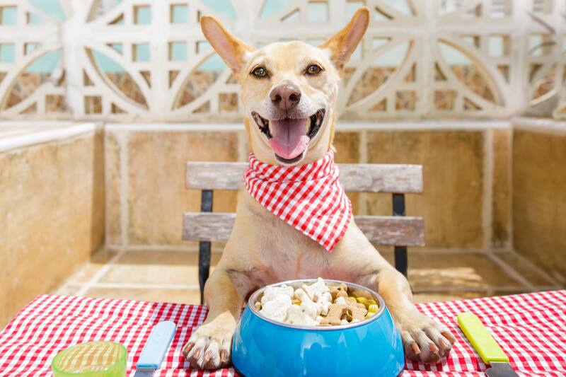Descubre cuál es la rutina de alimentación que debería tener tu mascota.