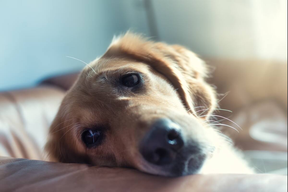 Siempre es importante llevarlo al veterinario si crees que tu perro está mal.