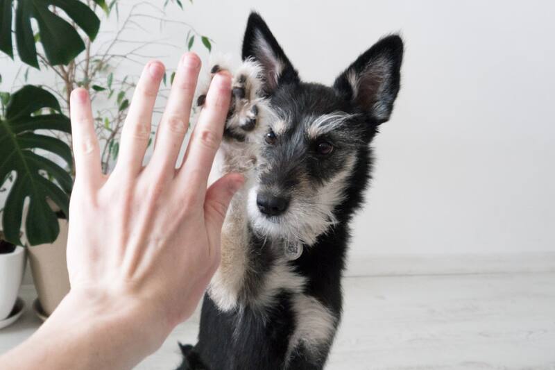 Mantén feliz a tu perro cuidando su salud.