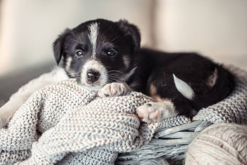 Protege a tu mascota del frío.