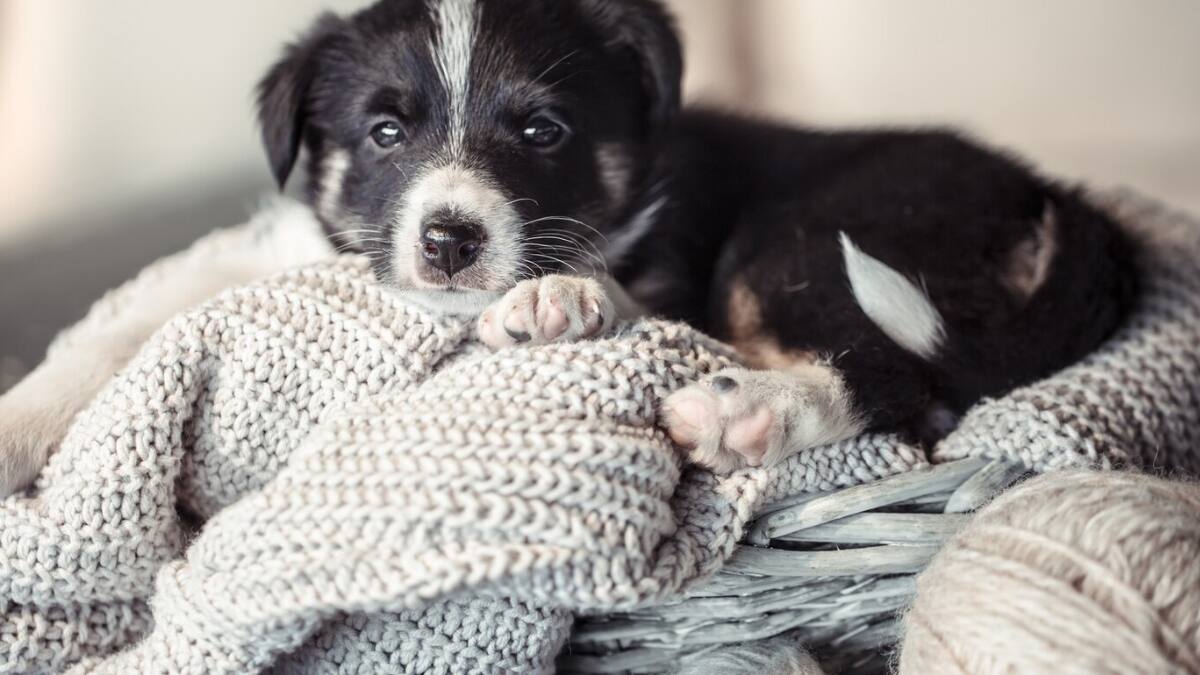 ¿A partir de cuántos grados es peligroso el frío para mi perro?