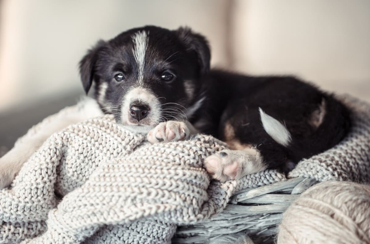 ¿A partir de cuántos grados es peligroso el frío para mi perro?