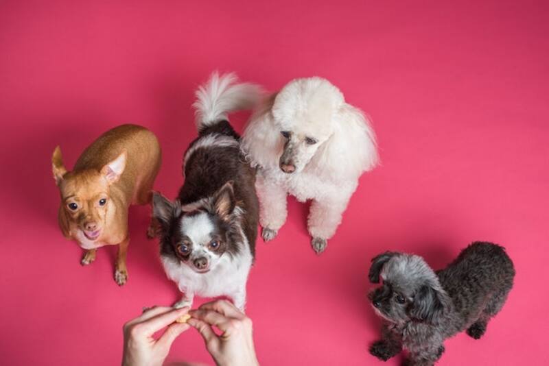 Perros