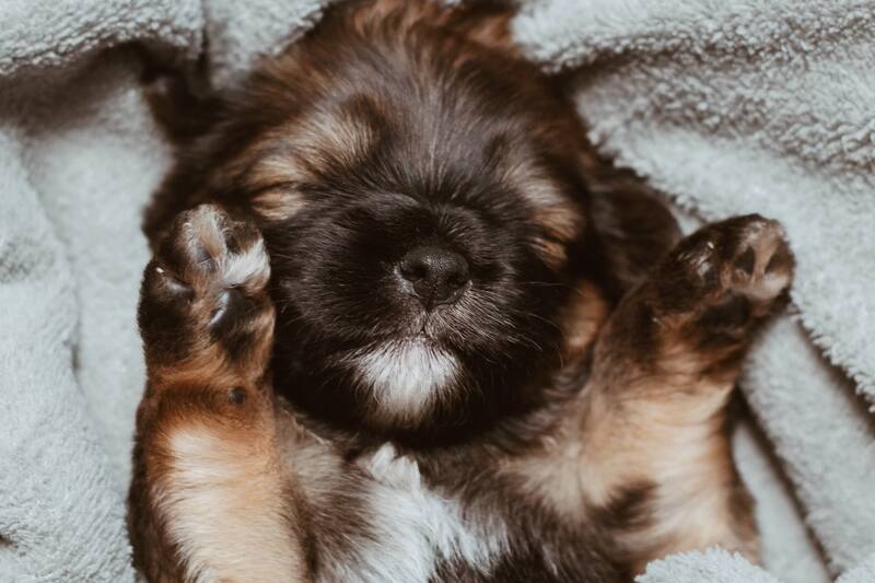 Este es un olor normal en ellos.