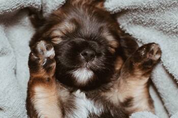 Esta es la razón por la que las patas de tu perro huelen a queso