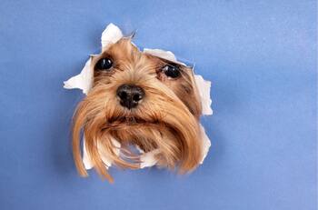 ¿Tú los haces?: Estos son los DOS errores más comunes al pasear a tu perro y cómo corregirlos, según experto