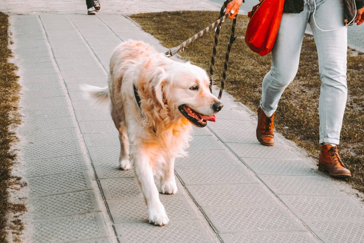 Es importante que salga a pasear diariamente.