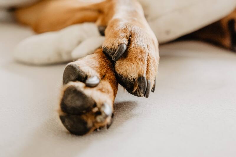 ¿Tiene tu perro olor a queso en sus patitas?