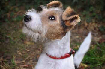 Esta es la VERDADERA razón por la que tu perro te gruñe cuando te acercas a su comida