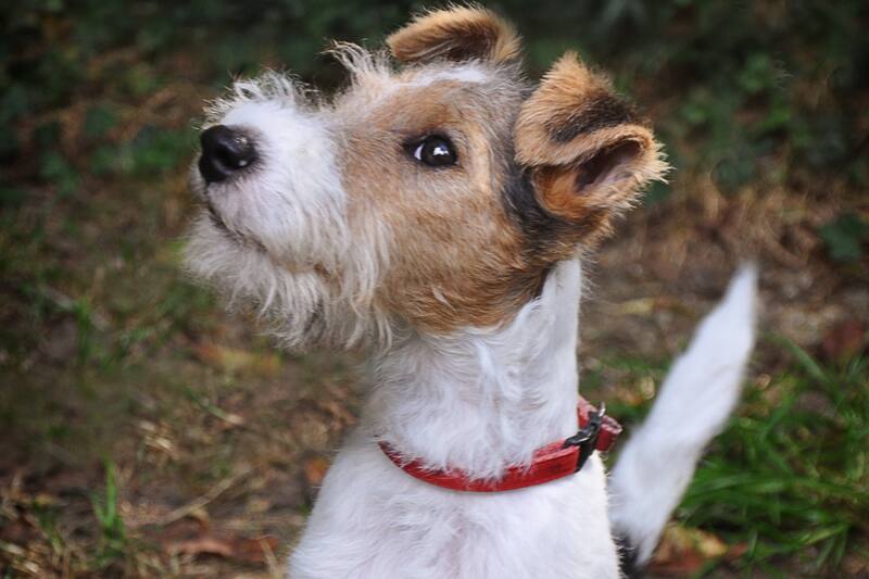 Te contamos el porqué de sus ladridos.