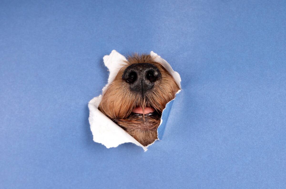 Esta es las 5 VERDADERAS maneras de hacer que tu perro te ame