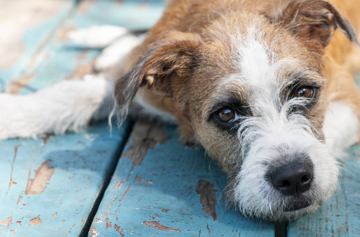 Esta es la ÚNICA manera de saber si tu perro tiene fiebre: No creas mitos