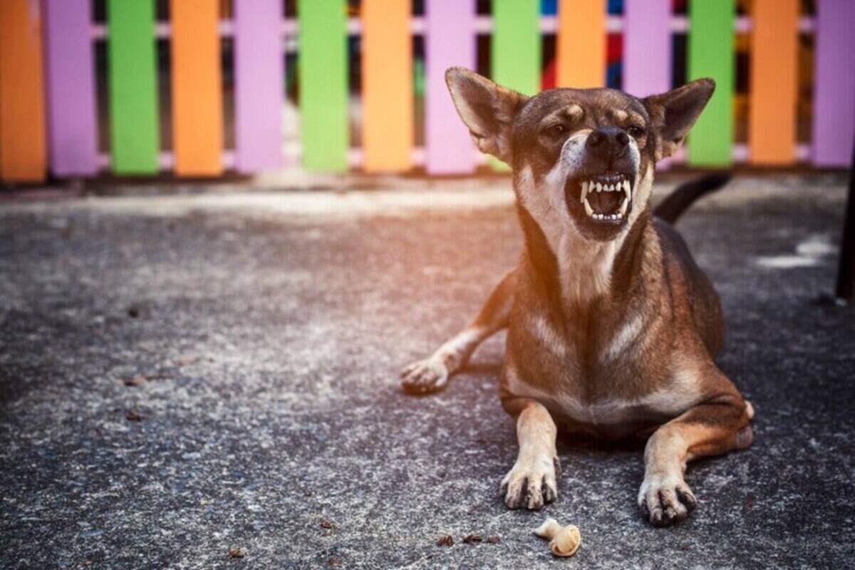 No hay que hacer competir a los animales por comida o atención. Créditos: Freepik.