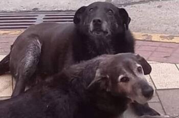 Condenaron a tres hombres por matar a dos perros comunitarios en Valdivia