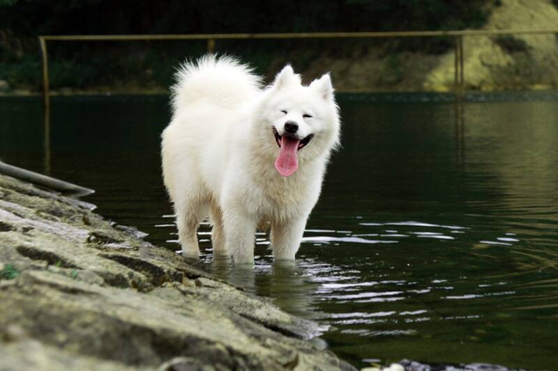Los samoyedo son una de las razas más bonitas, según la IA.