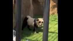 VIDEO | Zoológico chino admitió que sus “pandas” son perros pintados