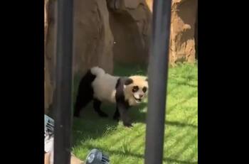 VIDEO | Zoológico chino admitió que sus “pandas” son perros pintados