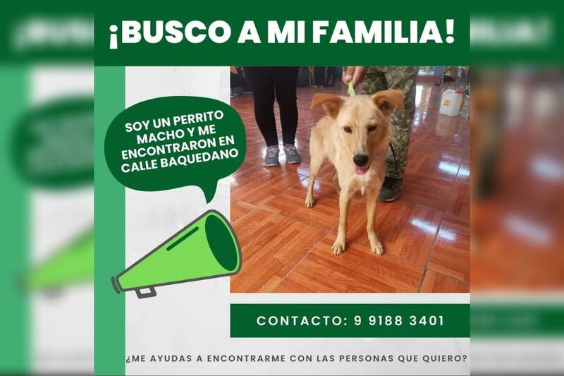 Diversas agrupaciones han rescatado animales y están en búsqueda de sus familias.