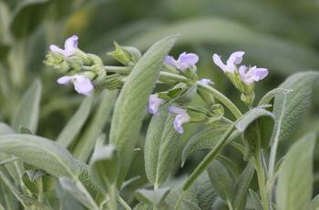 Esta es la planta que regula el azúcar en la sangre, mejora la memoria y ayuda a la inflamación, según expertos