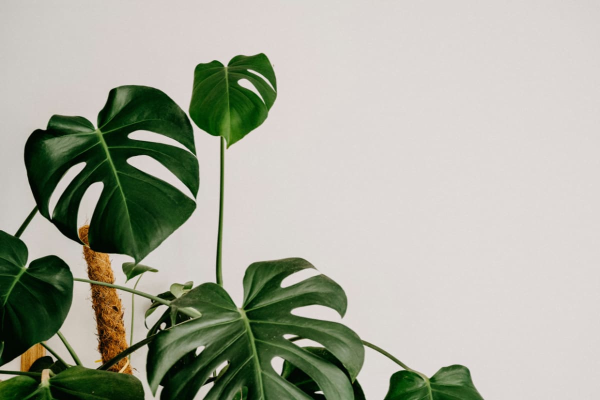Con este truco casero puedes mantenerlas hidratadas en la época más calurosa del año. Créditos: Unsplash.