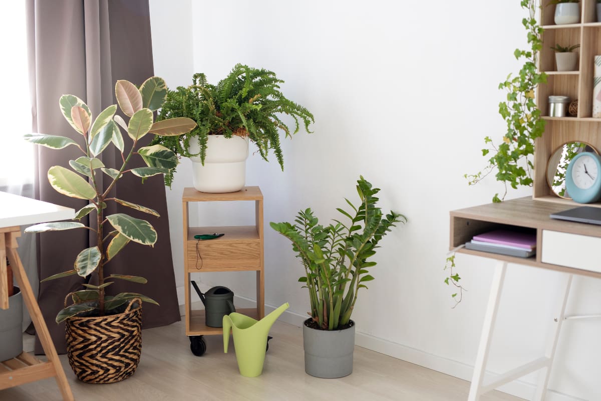 Este secreto casero permite usar las cáscaras de huevo para revitalizar tus plantas de interior y exterior.