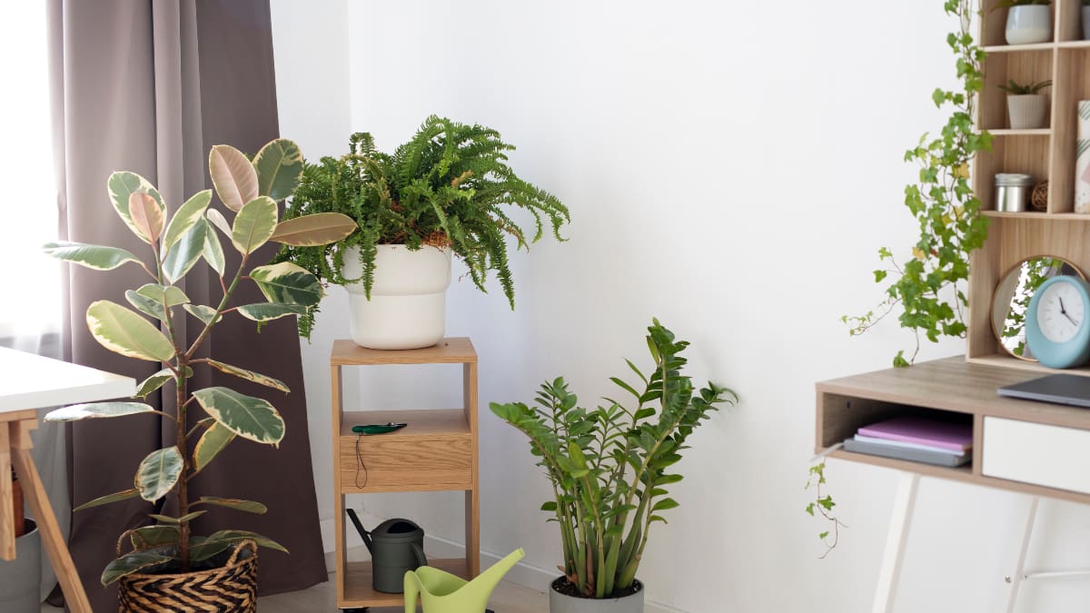 Truco para limpiar las hojas de tus plantas y dejarlas brillantes sin manchas