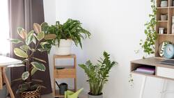 Truco para limpiar las hojas de tus plantas y dejarlas brillantes sin manchas