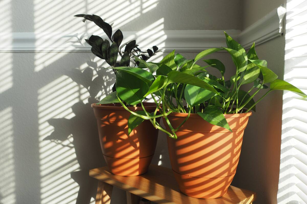 Con cosas que tienes en casa, puedes armar un sistema de riego perfecto para protegerlas del calor. Créditos: Unsplash.