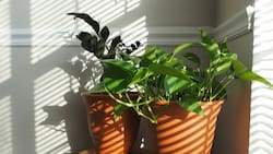 Aprende a fabricar un sistema de riego a goteo en casa para cuidar tus plantas en los días de más calor