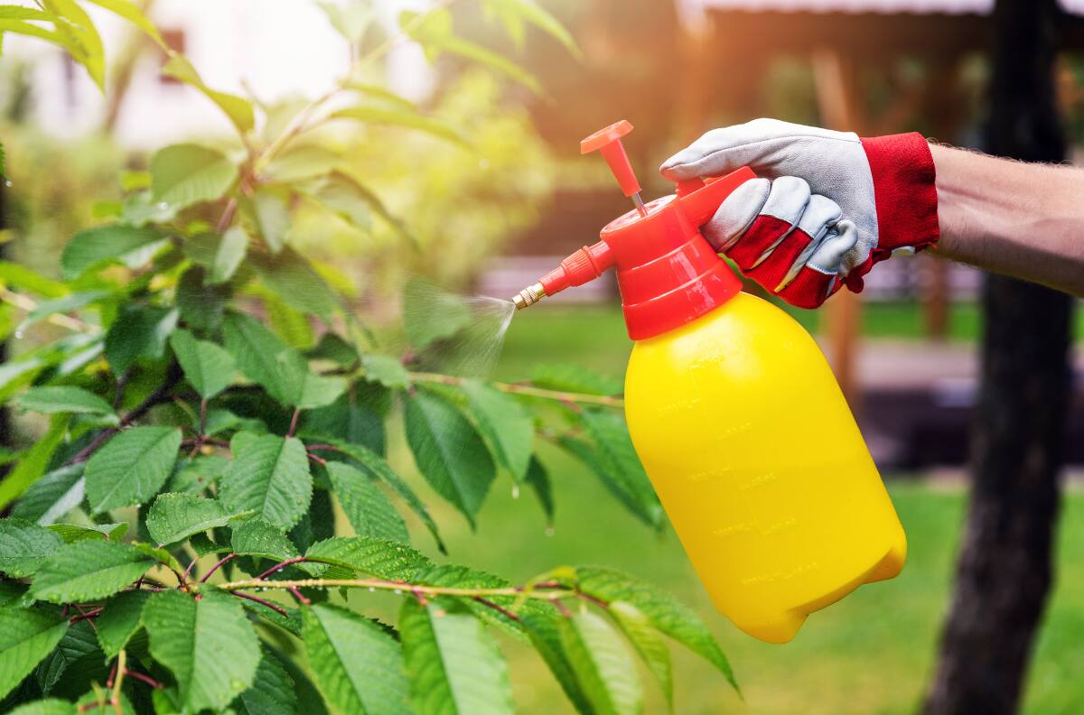 ¿Plagas en tus plantas? Así puedes eliminarlas con estos métodos naturales