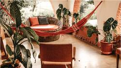 Tip: El secreto algodón para que tus plantas de interior no se marchiten si sales de vacaciones