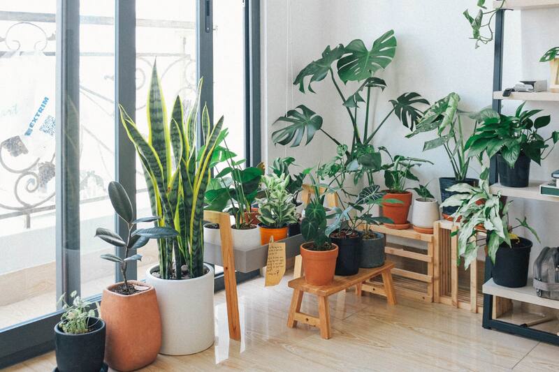 Estas son las plantas que pueden vivir dentro de tu casa.