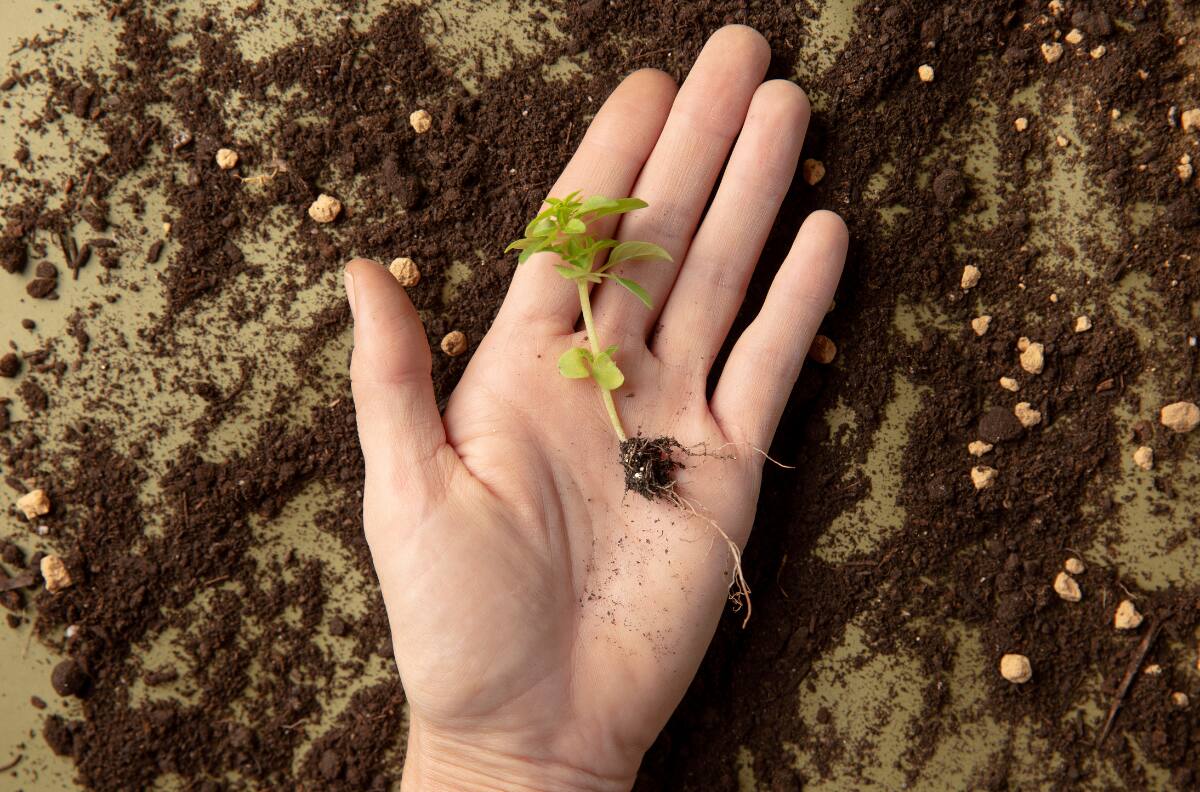 Esta es la planta que podría crecer en Marte según los expertos