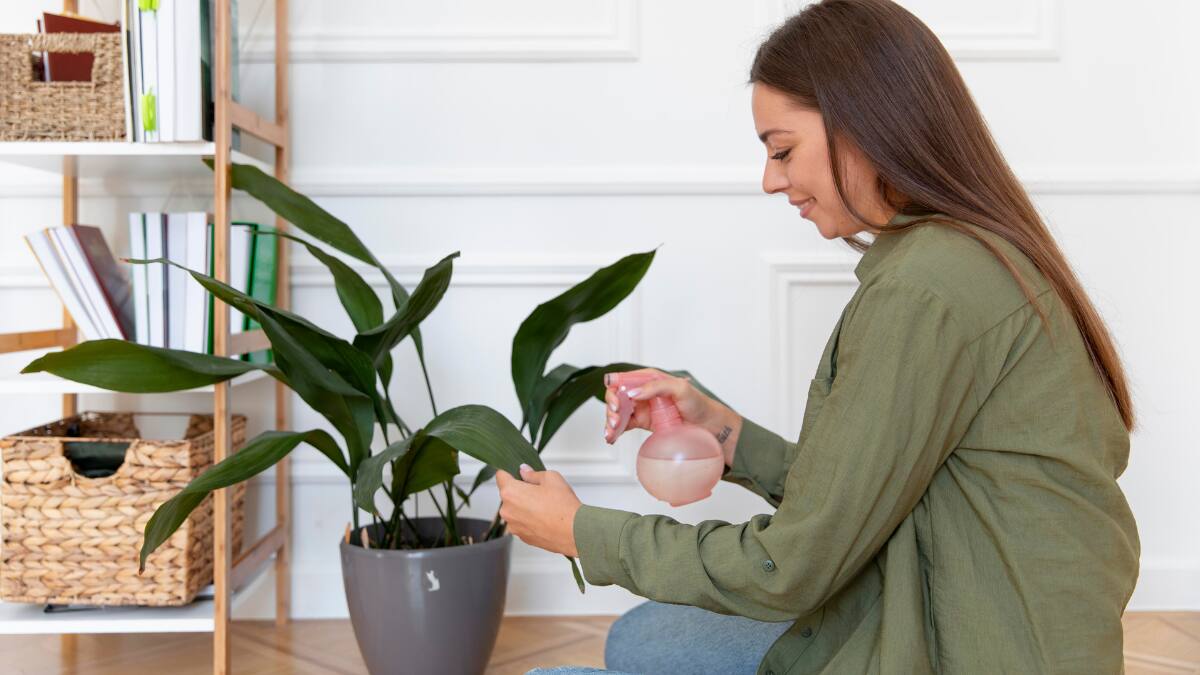 Cuatro plantas que puedes tener en casa y que te ayudarán a disminuir el calor