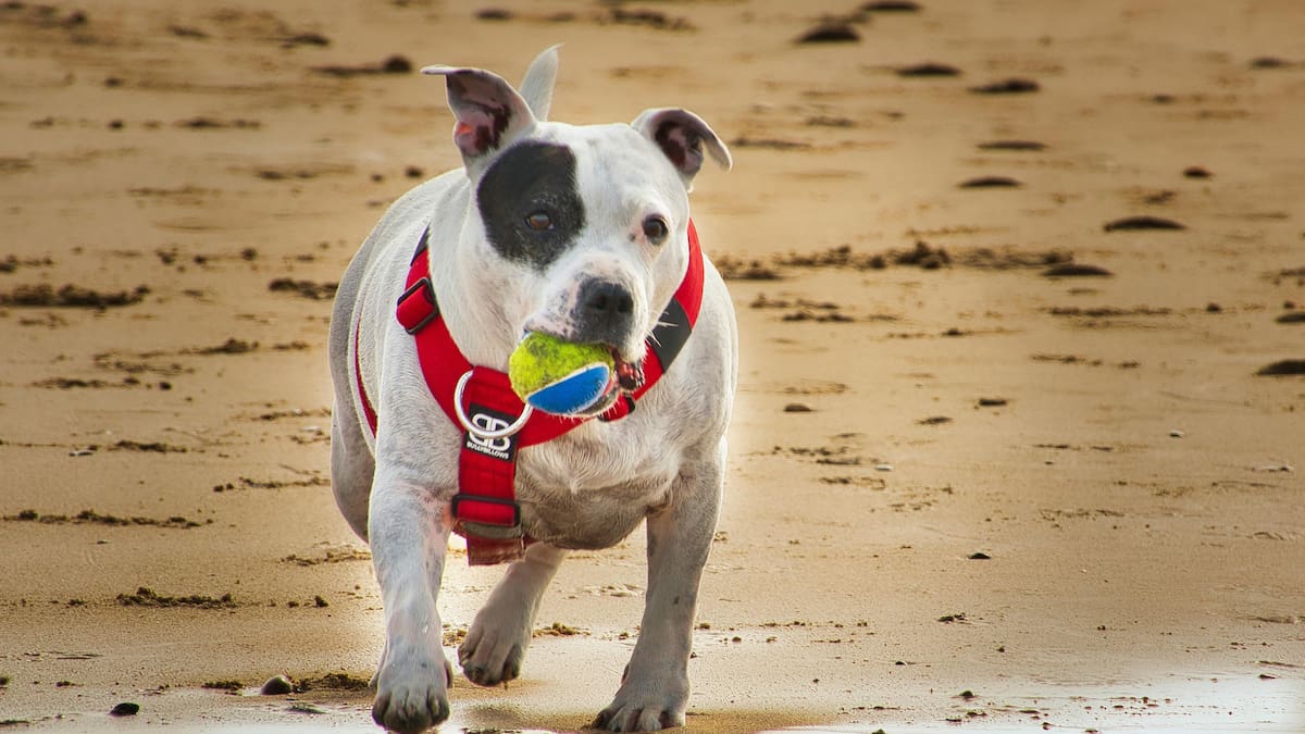 Estas playas de la Región de Valparaíso no permiten el ingreso de perros y otras mascotas: multa supera los $200.000