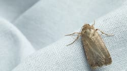Con estos simples trucos eliminarás las polillas de tu casa por completo