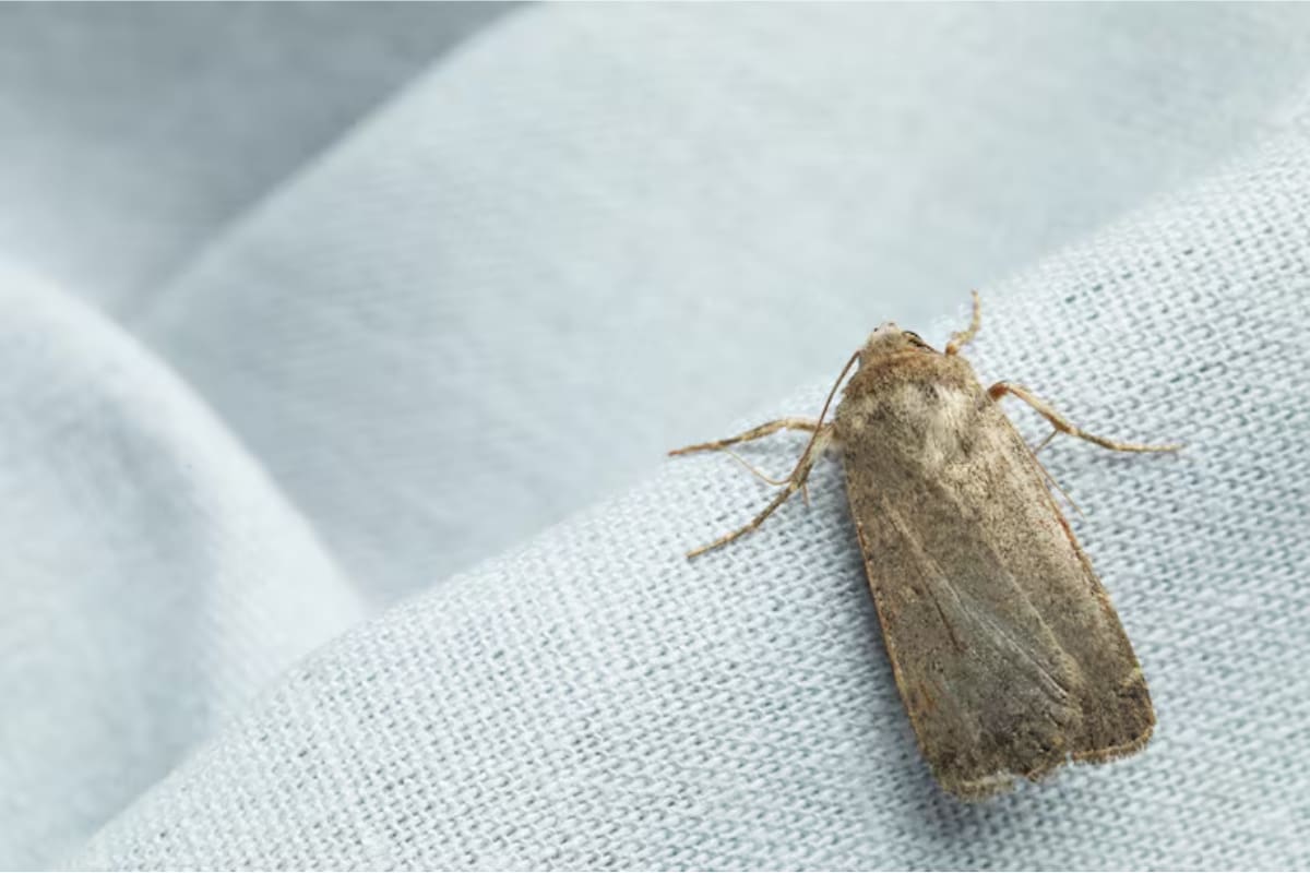 Estos molestos insectos pueden ingresar a tus muebles y dañar para siempre tus prendas favoritas.