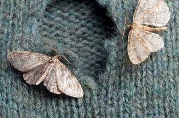 Con estos trucos puedes eliminar las polillas de tu hogar PARA SIEMPRE