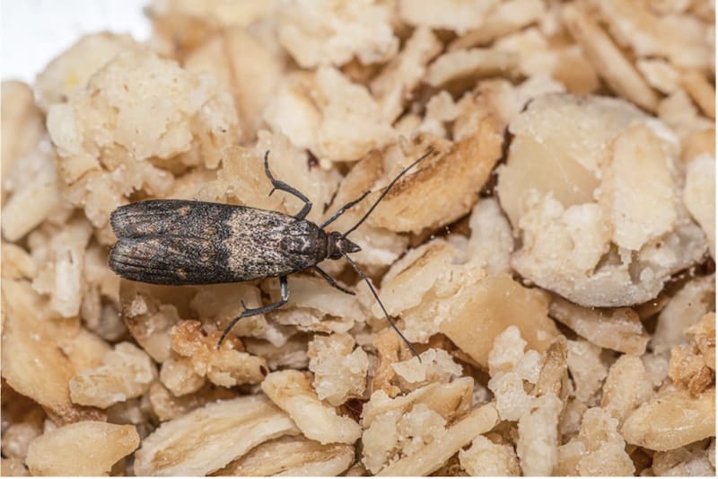 Con esta mezcla casera, puedes erradicar esta plaga de tus muebles sin usar productos químicos. Créditos: Orión.