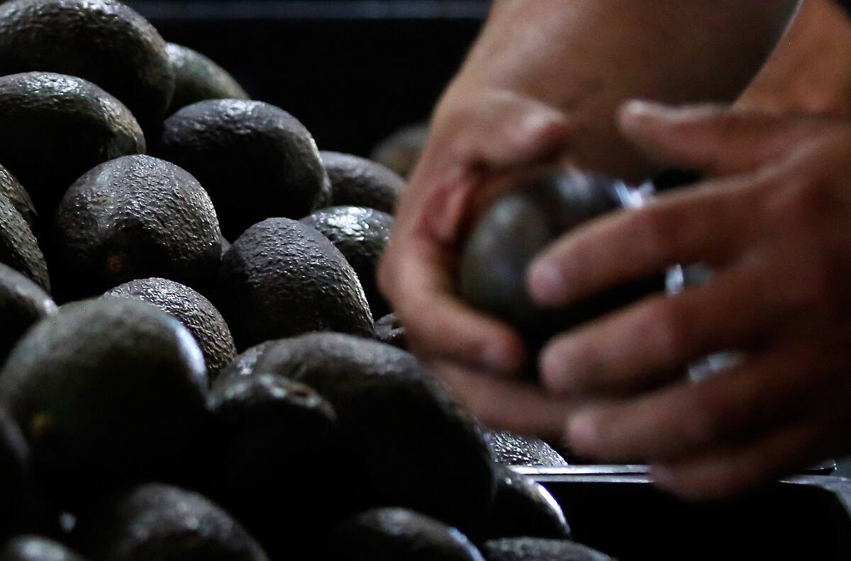 Oro verde: ¿Por qué aseguran que el kilo de palta podría llegar a los $10 mil?