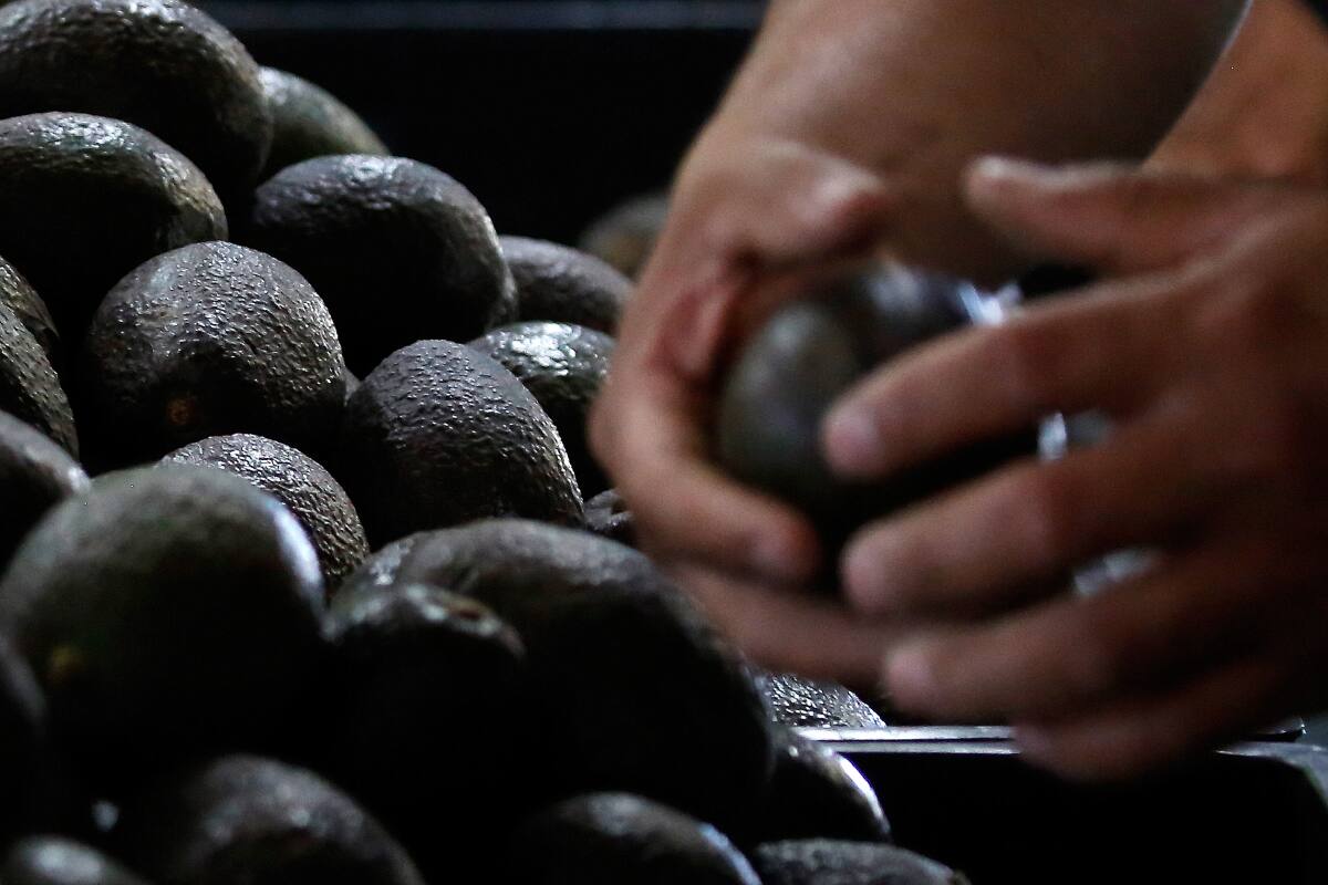 Las razones de su posible alza de precio por kilo. Créditos: ATON