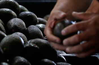 Oro verde: ¿Por qué aseguran que el kilo de palta podría llegar a los $10 mil?