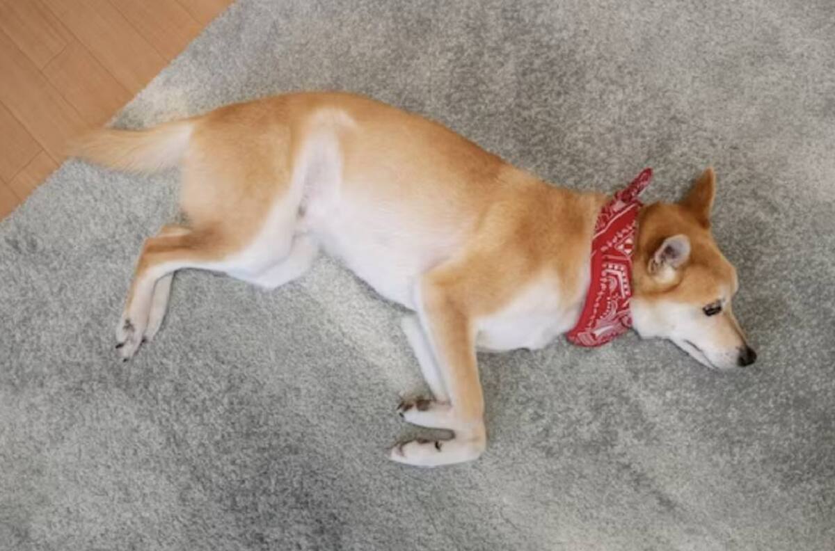 Evita que tu perro orine dentro de tu hogar con este repelente casero