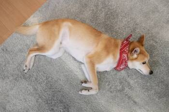 Evita que tu perro orine dentro de tu hogar con este repelente casero