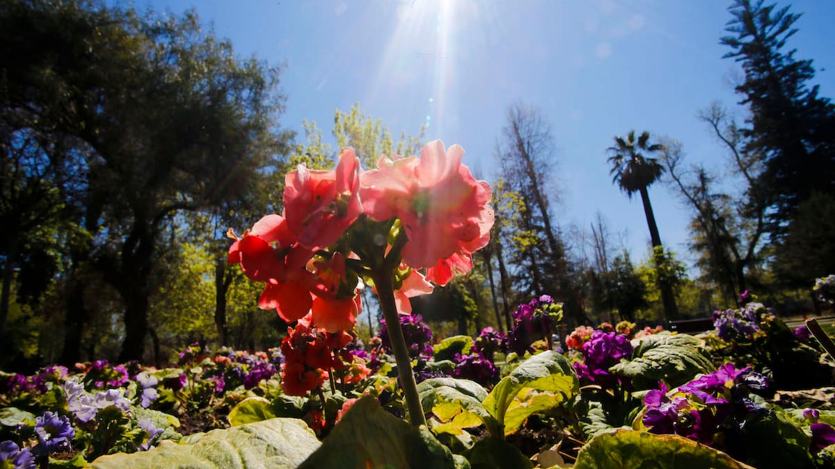 Comenzó la cuenta regresiva: ¿Cuándo inicia la primavera en Chile?
