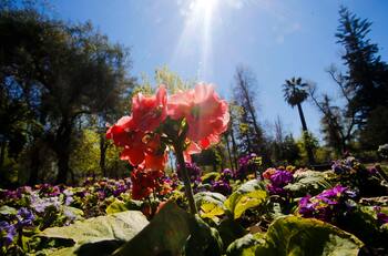 Comenzó la cuenta regresiva: ¿Cuándo inicia la primavera en Chile?