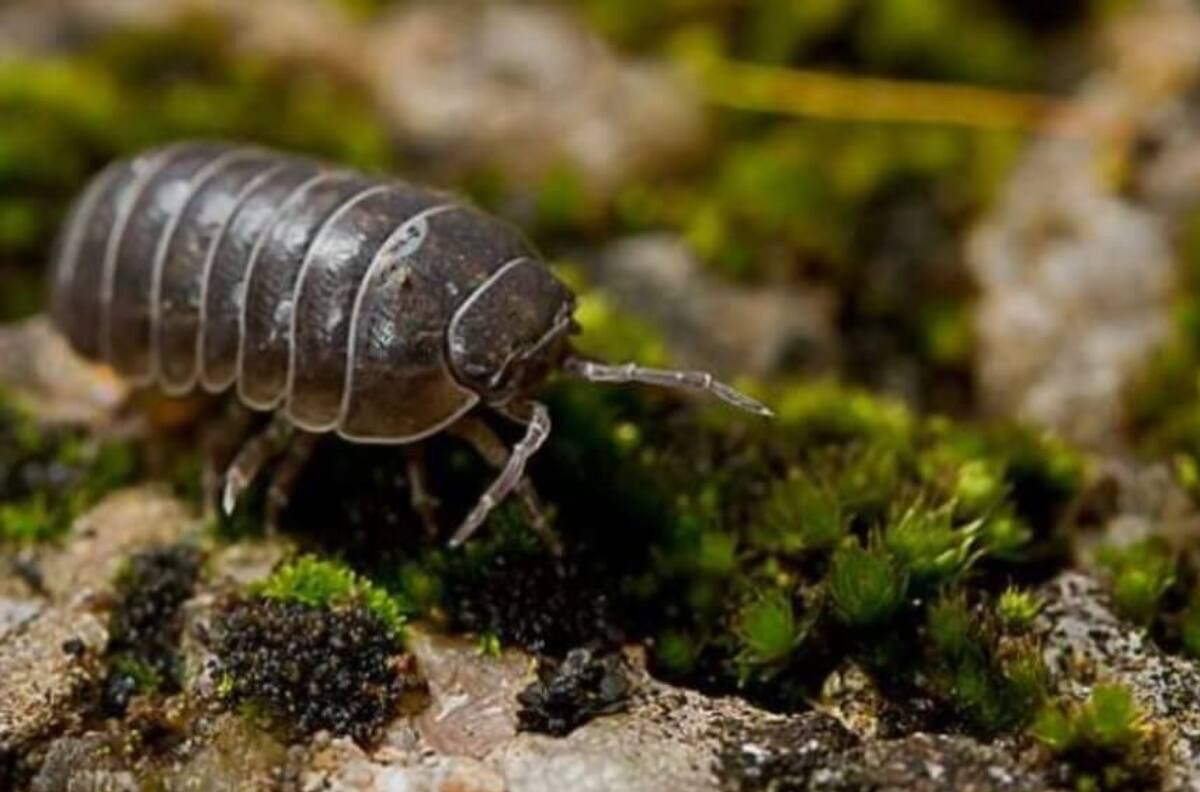Elimina los chanchitos de tierra o cochinillas que invaden tu hogar con estos 6 trucos