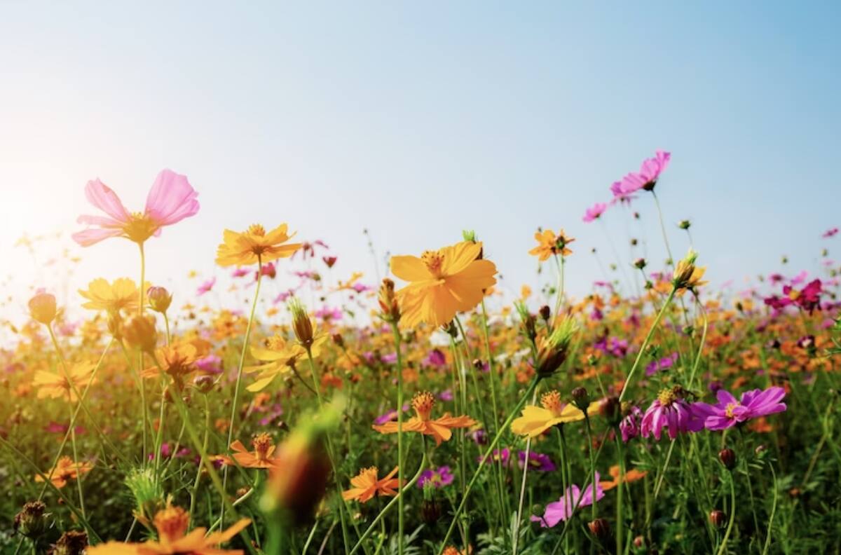 ¿Cuándo comienza la primavera en Chile?