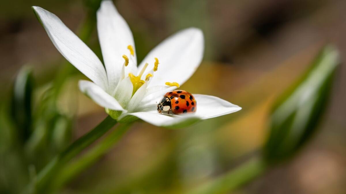 Protege tu hogar en primavera: sigue estos consejos para evitar las plagas de insectos