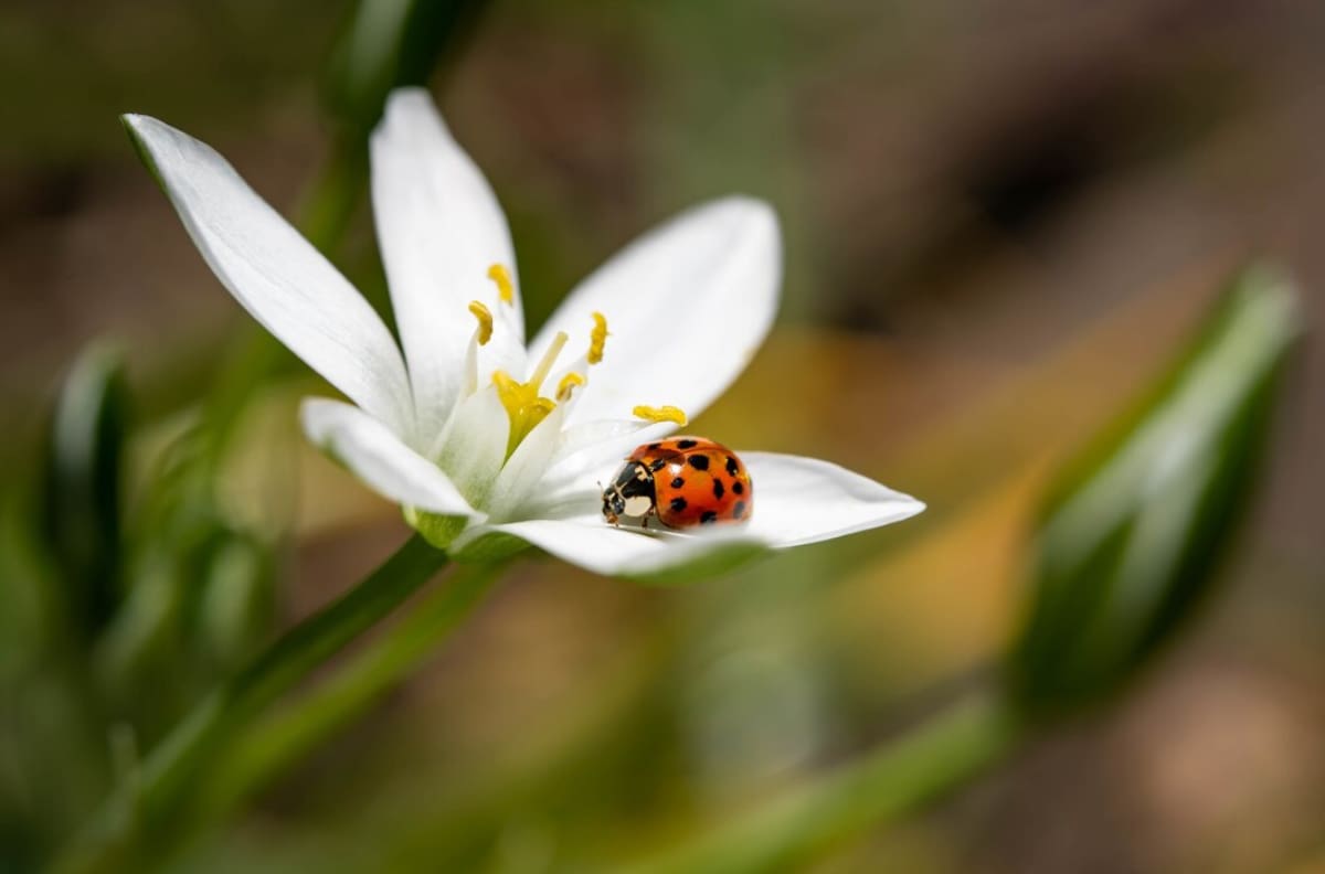 Protege tu hogar en primavera: sigue estos consejos para evitar las plagas de insectos